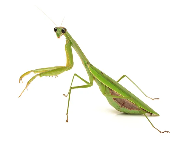 Groene mantis — Stockfoto