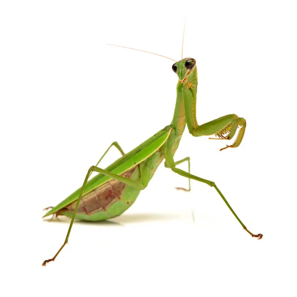 Green mantis — Stock Photo, Image