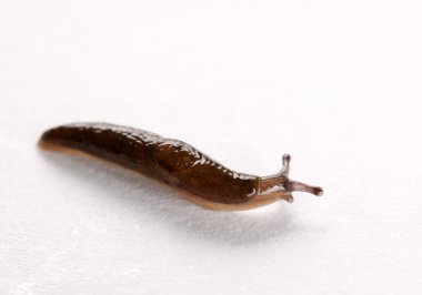 asılı slug