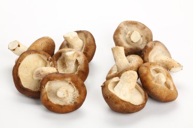 shiitake mantar