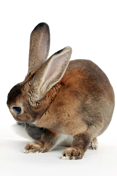 Hnědý králíček izolovaných na bílém — Stock fotografie