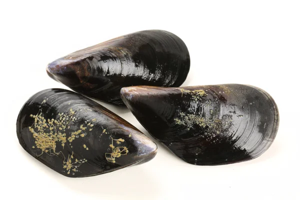 Fresh mussel isolated — Stock Photo, Image