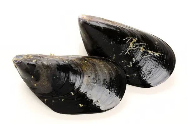 Färsk mussla isolerade — Stockfoto