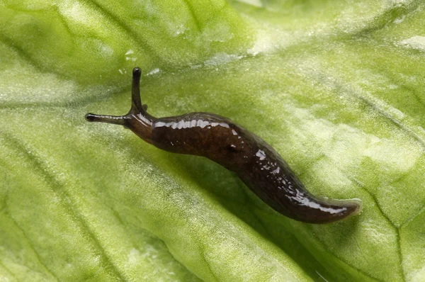 Slug hanging — Stock Photo, Image