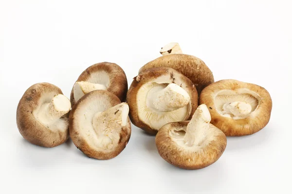 Seta shiitake — Foto de Stock