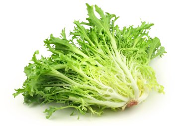 Sonchus