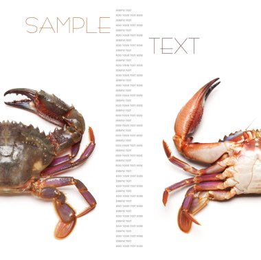 beyaz arkaplanda deniz yengeci