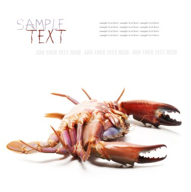 beyaz arkaplanda deniz yengeci