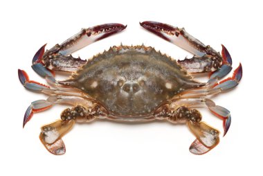 beyaz arkaplanda deniz yengeci