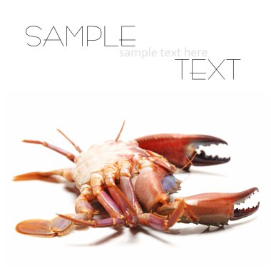 beyaz arkaplanda deniz yengeci