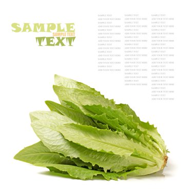Lactuca sativa