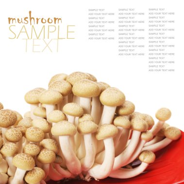 Brown beech mushrooms (Hypsizygus marmoreus) clipart