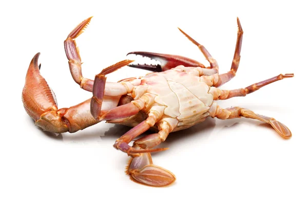 Granchio di mare su sfondo bianco — Foto Stock