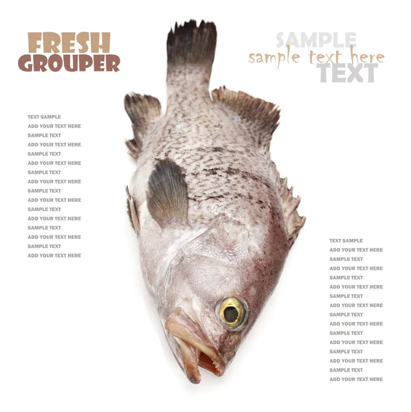 Fresh Grouper on white background — Stock Photo, Image