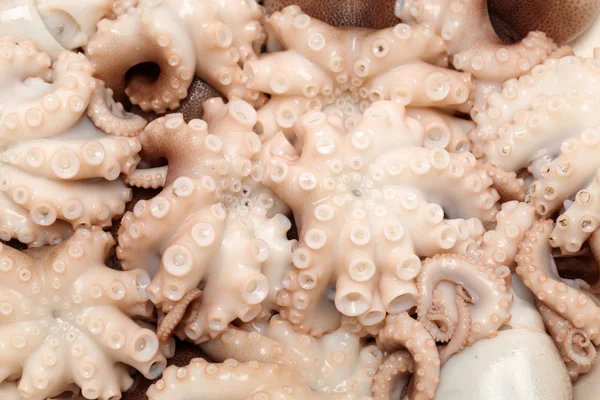 Pulpo sobre fondo blanco — Foto de Stock