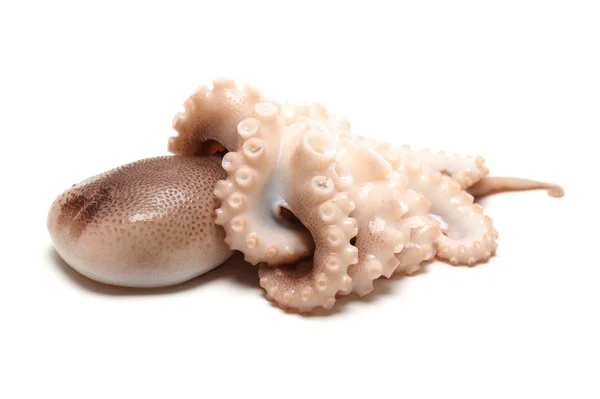 Octopus op witte achtergrond — Stockfoto