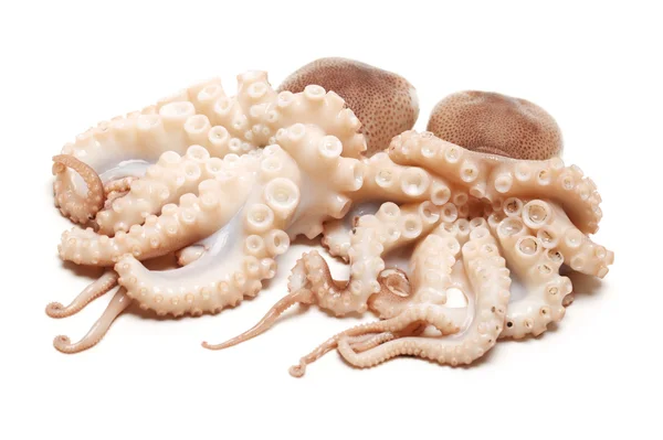 Chobotnice na bílém pozadí — Stock fotografie