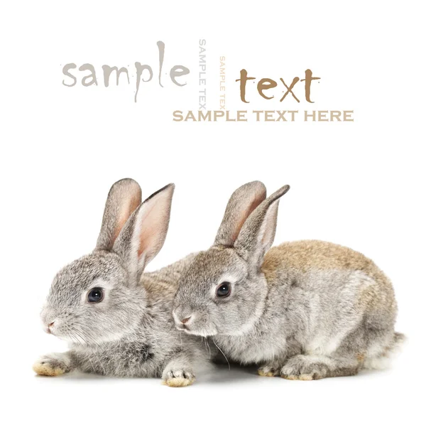 Grey rabbits on a white background — Stock Photo, Image