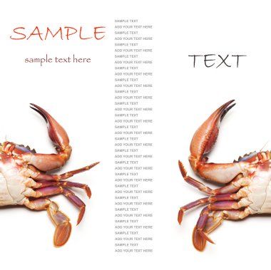 beyaz arkaplanda deniz yengeci