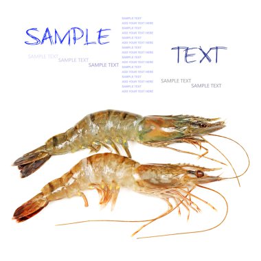 Beyaz bir arka plan üzerinde izole taze karides