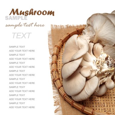 Beyaz arka planda istiridye mantarı