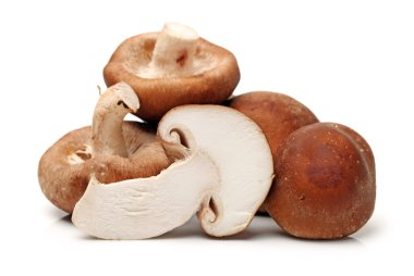 shiitake mantar