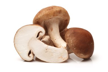 shiitake mantar