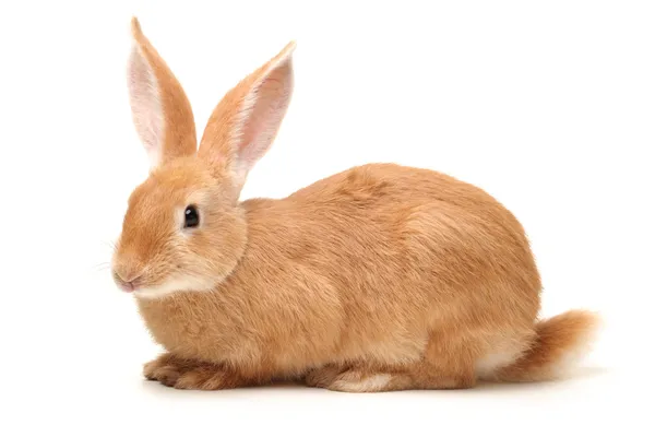 Orange rabbit — Stock Photo, Image