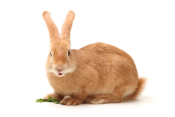 Oranžový králík — Stock fotografie