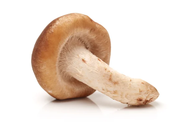 Shiitake-Pilz — Stockfoto