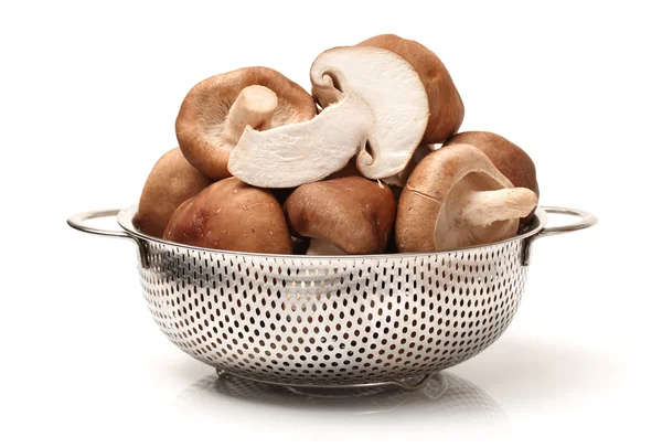 Shiitake-Pilz — Stockfoto