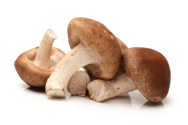 Cogumelo shiitake — Fotografia de Stock