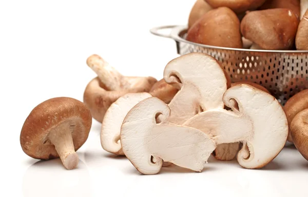 Shiitake-Pilz — Stockfoto