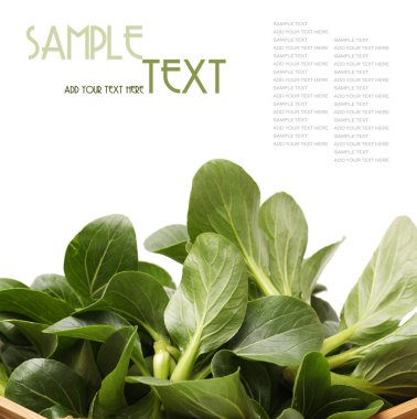 Pok choi beyaz zemin üzerine