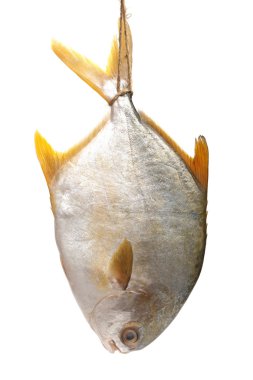 Pomfret