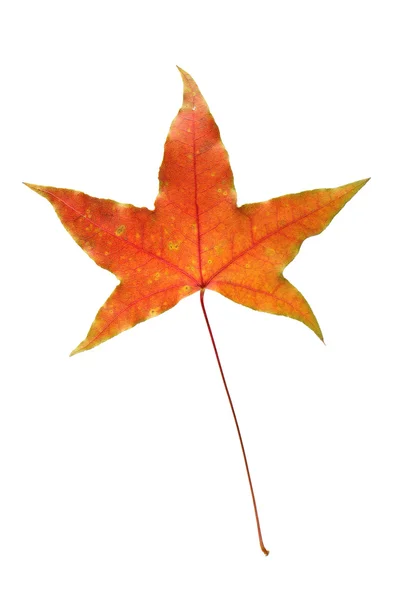 Red maple leaf isolated on white background — Stock Photo, Image