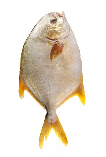 Pomfret — Zdjęcie stockowe