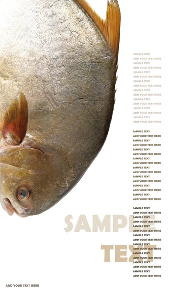 Pomfret — Photo