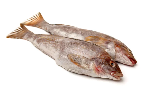 Färsk fisk — Stockfoto