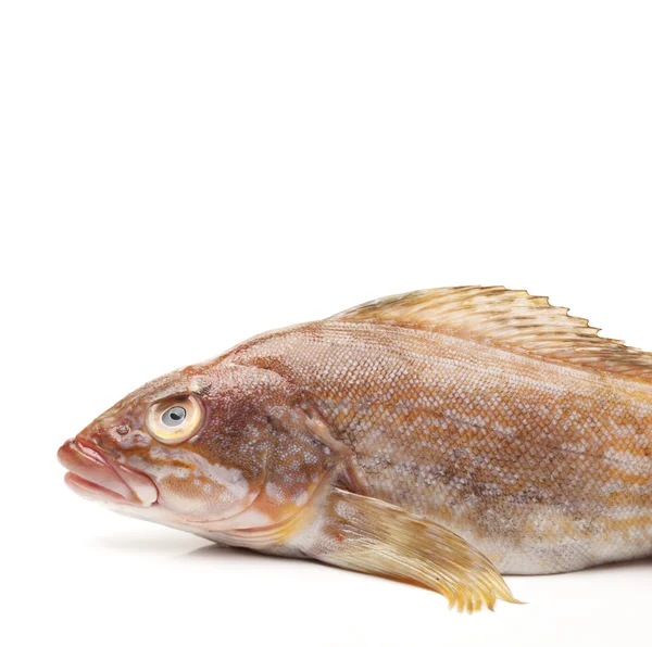 Frischer Fisch — Stockfoto