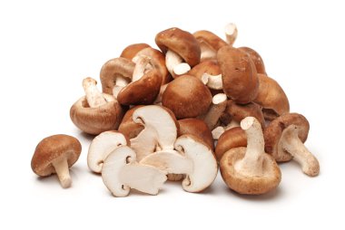shiitake mantar beyaz zemin üzerine