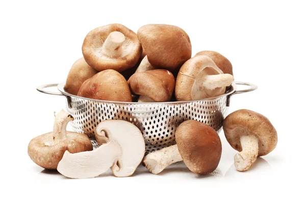 Shiitake svamp på den vita bakgrunden — Stockfoto