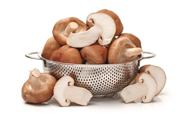 Shiitake paddestoelen op de witte achtergrond — Stockfoto