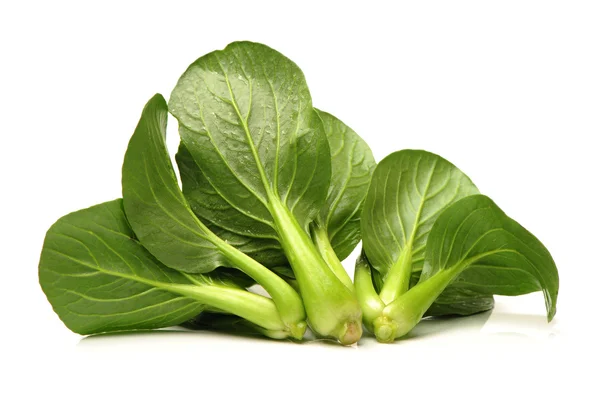 Pok choi på vit bakgrund — Stockfoto