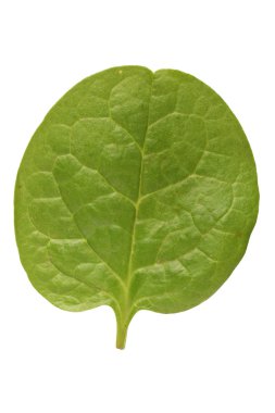 Malabar ıspanak bırak