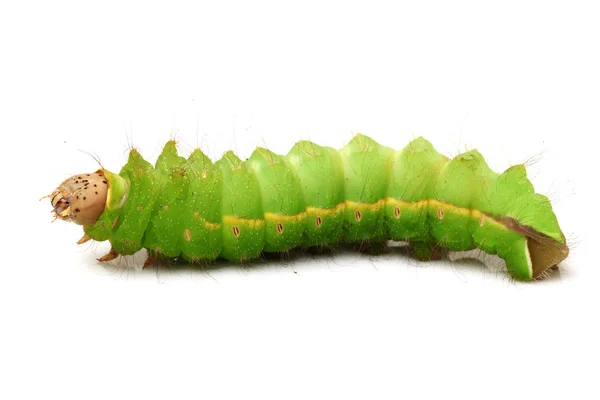 Zijde worm — Stockfoto