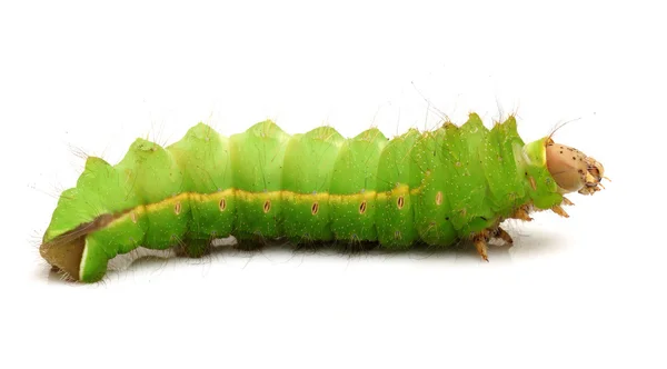 Silk worm — Stock Photo, Image