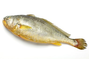 taze balık