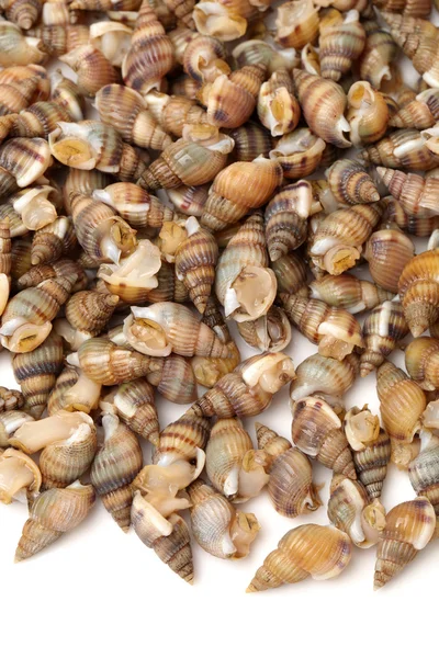 Whelks — Stock Photo, Image