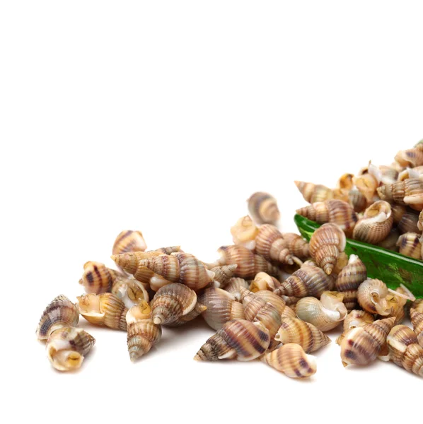 Whelks — Stock Photo, Image